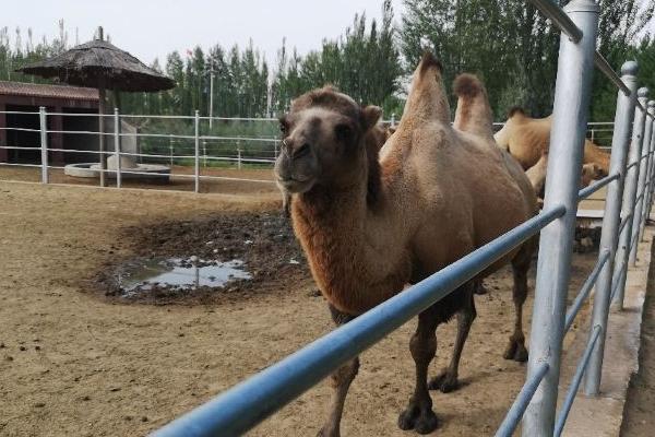 神州荒漠野生動物園門票多少