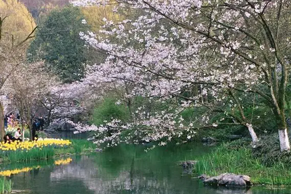 太子湾樱花什么时候开