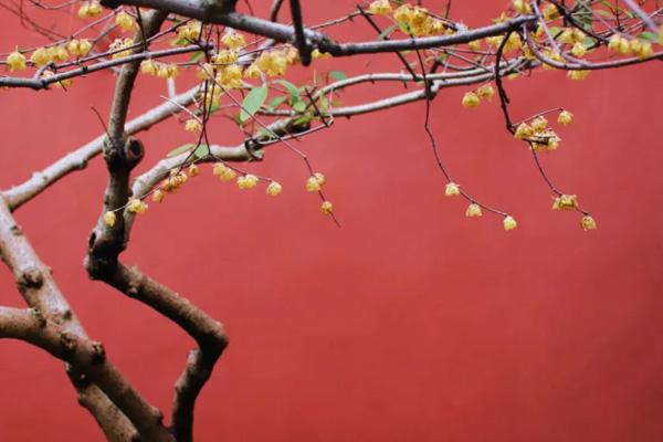 上海去哪看梅花最美