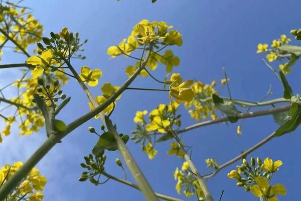 瑞金哪里有油菜花看