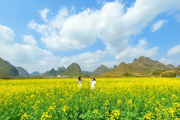 崇左天等县有哪些地方看油菜花