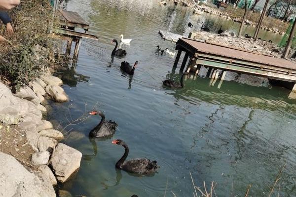 2024鄭州市動物園門票多少錢一張