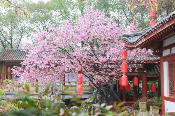武汉哪里的樱花好看