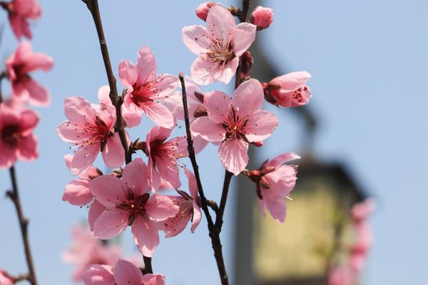 苏州春天赏桃花的地方有哪些