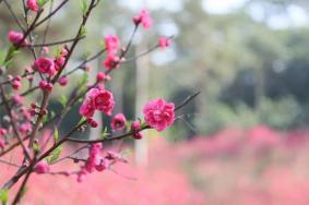 青秀山桃花島什么時候開