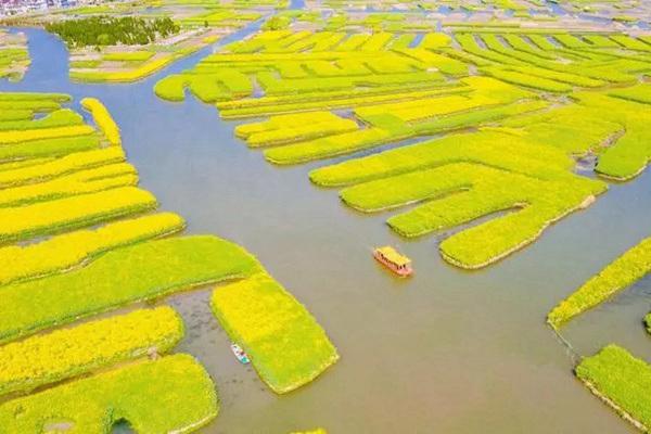 兴化看油菜花最佳地点在哪