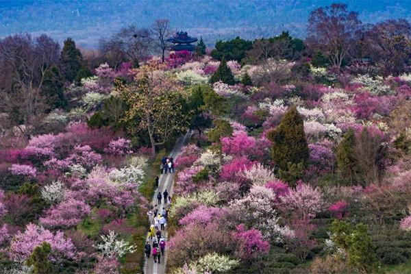 南京梅花山最佳观赏季节2024年