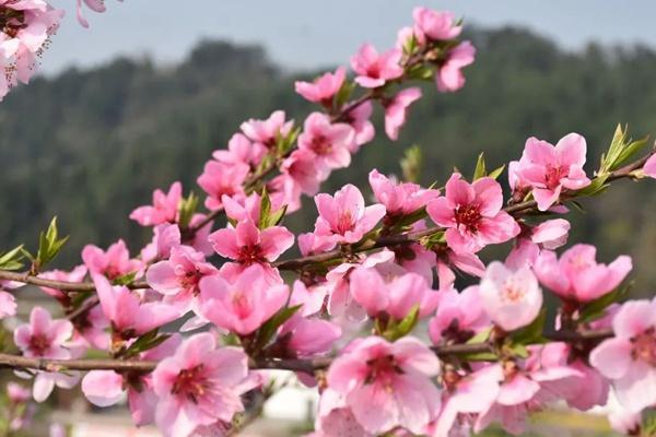 广元春季有哪些花看？有哪些赏花的地方推荐？