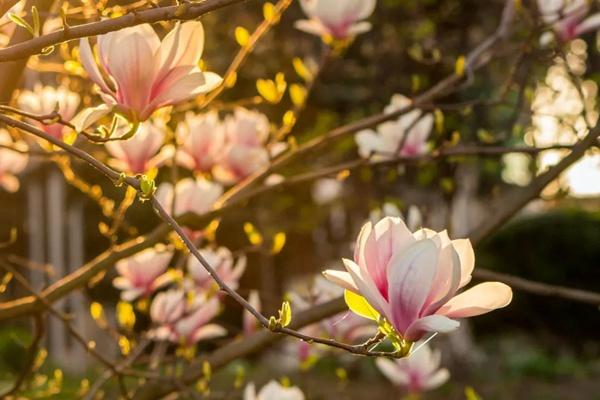 芜湖春季有哪些花看又有哪些赏花的地方推荐