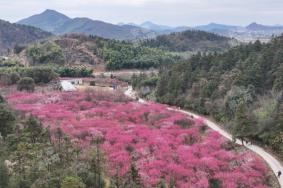 蕪湖春季有哪些花看又有哪些賞花的地方推薦