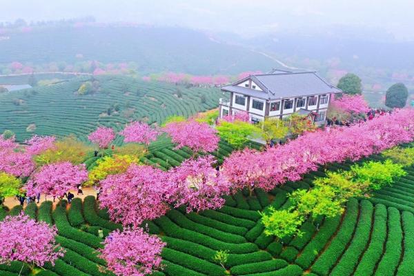 福建永福櫻花園在哪里