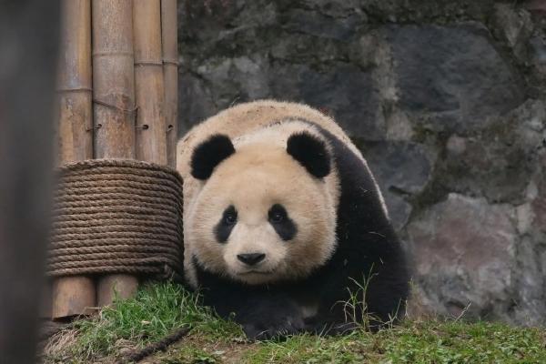 岳阳中华大熊猫苑熊猫名字叫啥