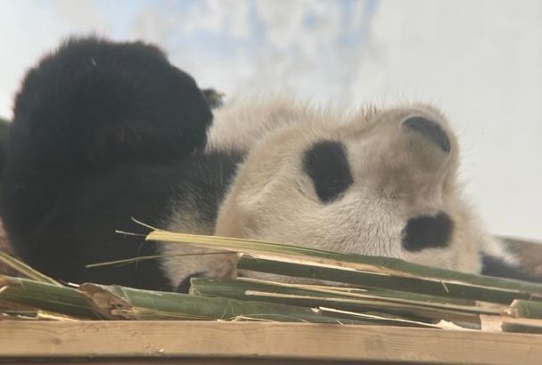 岳阳中华大熊猫苑熊猫名字叫啥