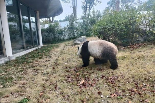 岳阳中华大熊猫苑熊猫名字叫啥
