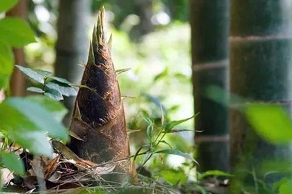 千島湖早春有哪些好吃的野菜