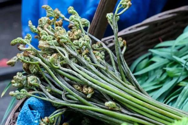 千岛湖早春有哪些好吃的野菜