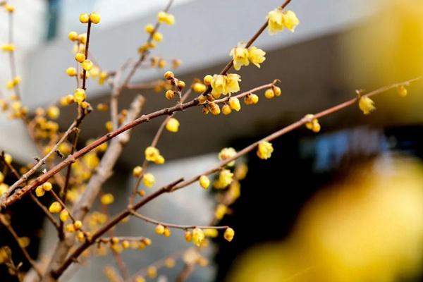 北京哪些公園有蠟梅花看