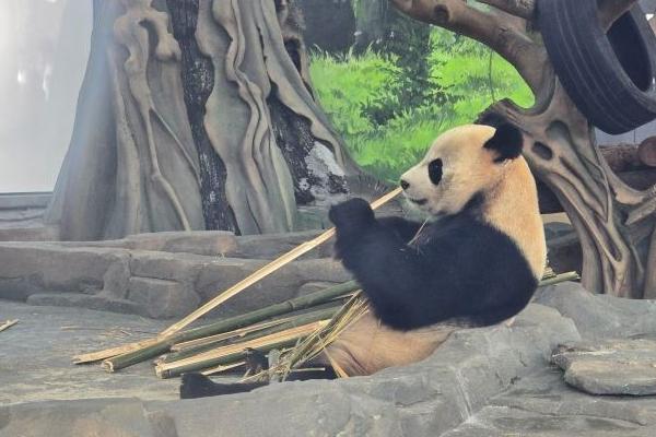 岳阳中华大熊猫苑游玩攻略-门票价格-景点信息