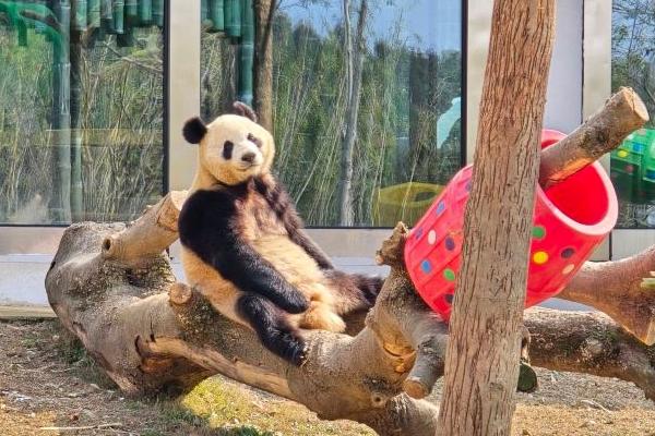 2024岳阳熊猫基地门票多少一张