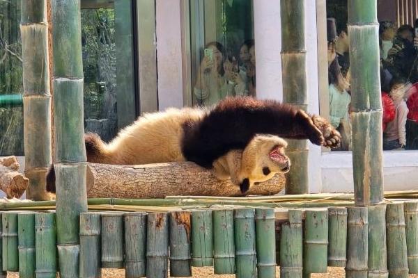 岳阳中华大熊猫苑门票有什么优惠政策吗