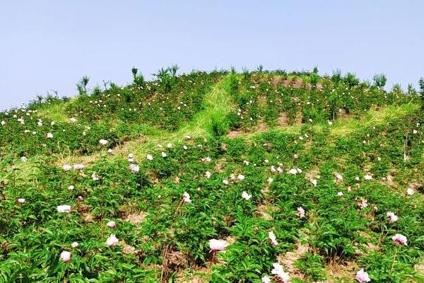 重慶墊江牡丹櫻花世界旅游攻略-門票價格-景點信息