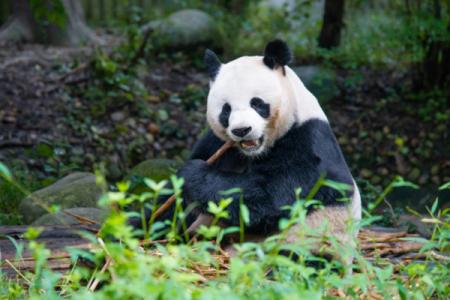 凤凰中华大熊猫苑游玩攻略-门票价格-景点信息