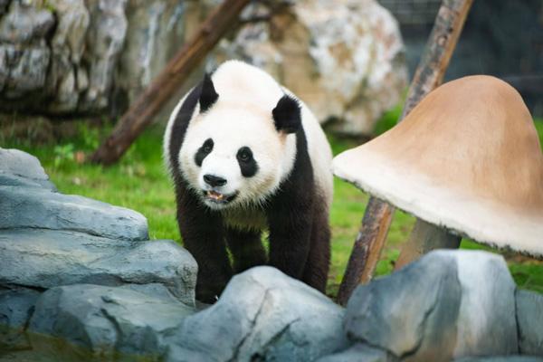 凤凰中华大熊猫苑游玩攻略-门票价格-景点信息