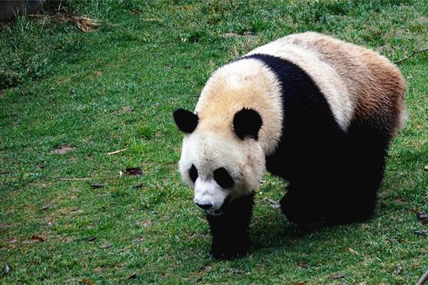 大连森林动物园熊猫叫什么