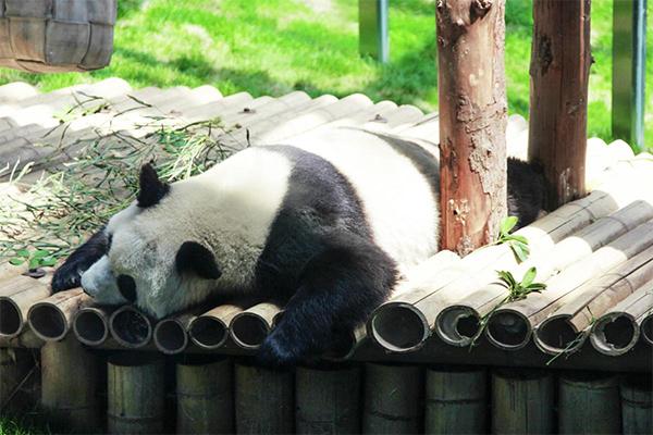 大连森林动物园熊猫叫什么