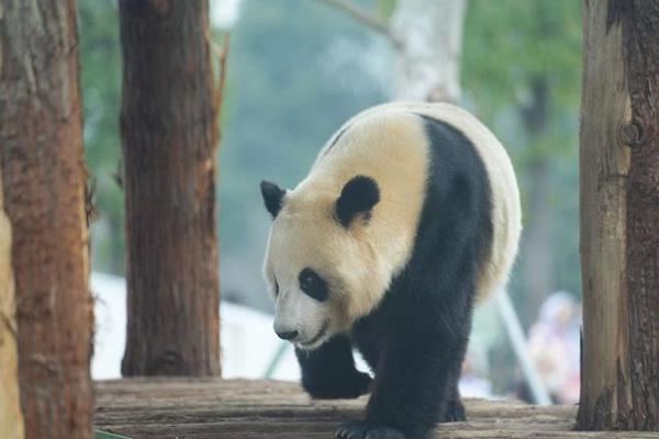 岳阳中华大熊猫苑门票多少