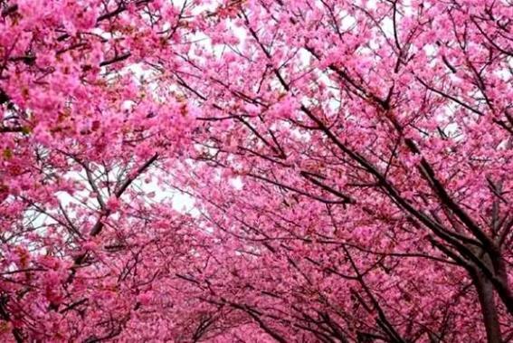 重庆看樱花最美的地方在哪里