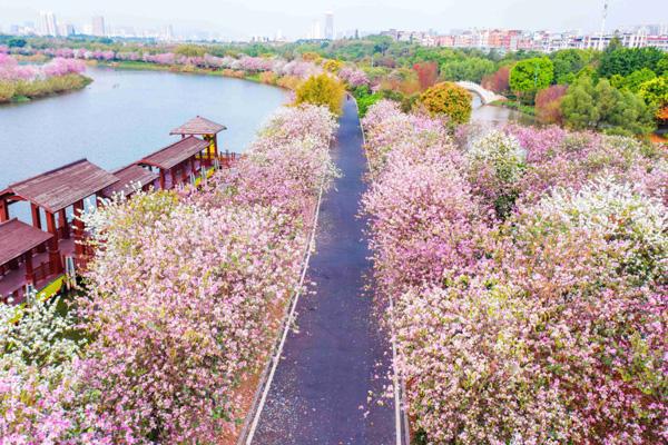 广州3月份去哪里看花最好