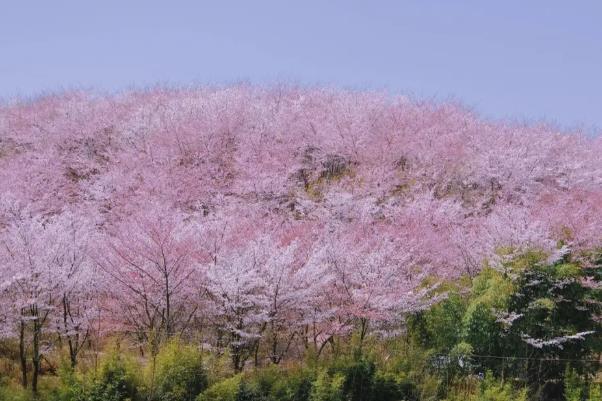 平坝樱花园在贵州省什么地方
