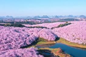 平坝樱花园在贵州省什么地方