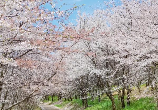 平坝樱花园在贵州省什么地方