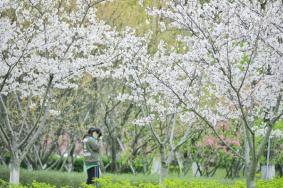 苏州春季赏花景点