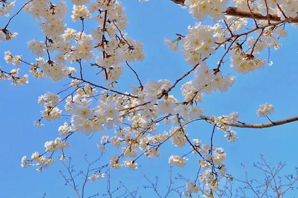 南京赏樱花有哪些地方