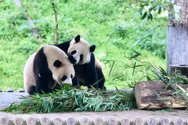 2024竹海野生動物園門票免票政策是什么