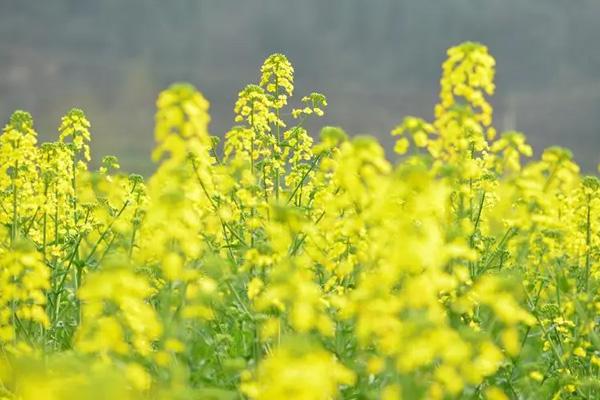 少沙看乡那里有油菜花看