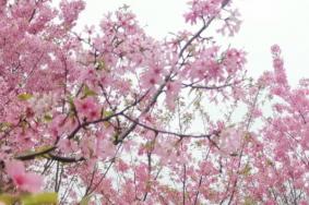 桂林3月份有什么花可以看
