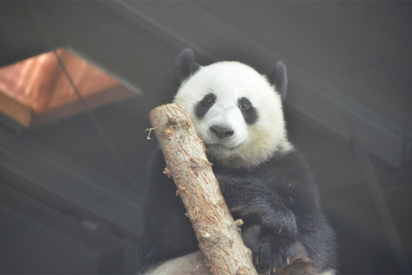 爱保野生动物世界有熊猫吗