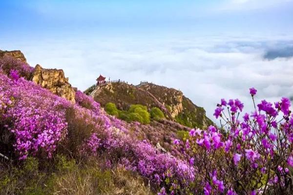 大连大黑山杜鹃赏花攻略