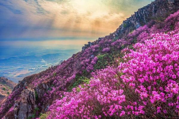 大连大黑山杜鹃赏花攻略