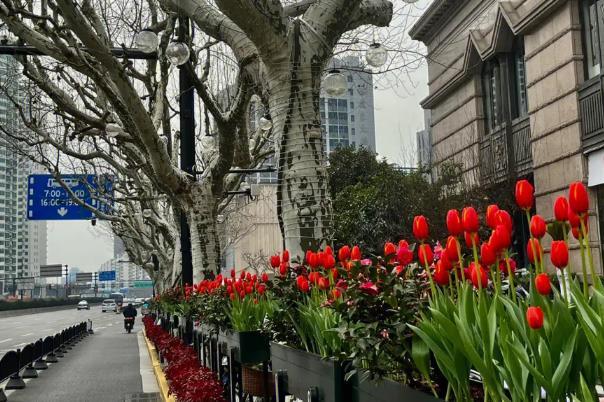 上海春天赏花的地方有哪些