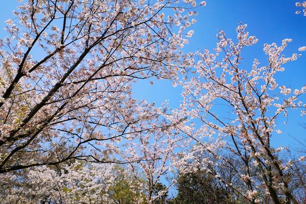 扬州哪里樱花好看