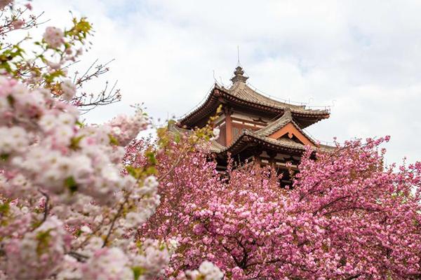 2024青龙寺樱花最佳时间是几月