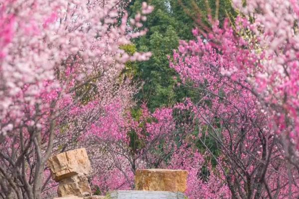 扬州赏梅花景点有哪些