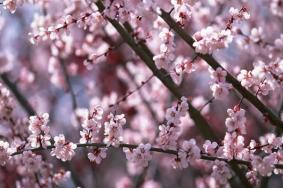 扬州春季看花的地方有哪些