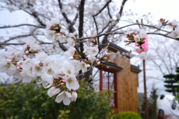 無錫櫻花開放時間幾月份開花