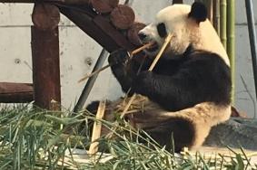 愛保野生動物園熊貓名字叫什么